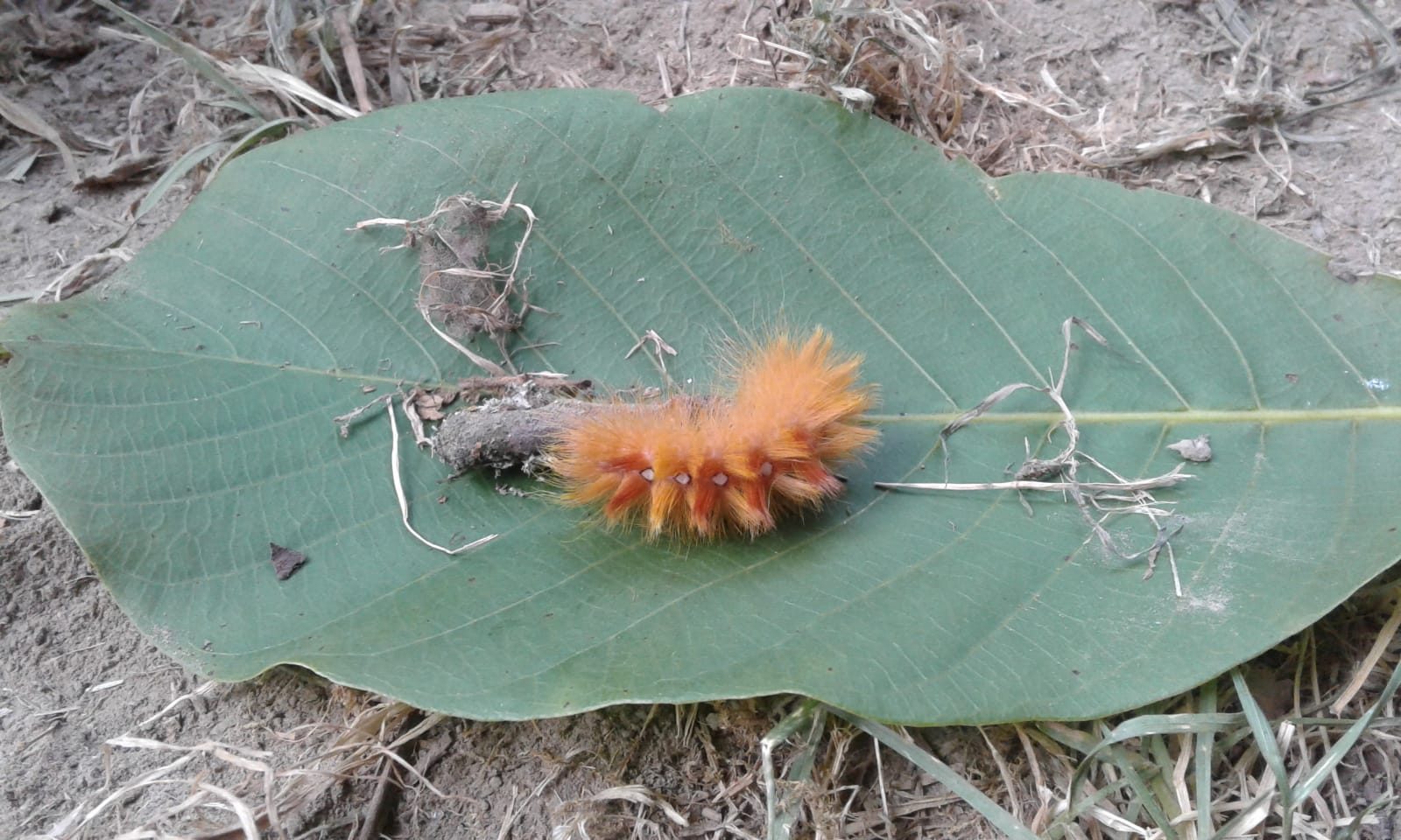 Orange behaarte Raupe auf einem großen grünen Blatt