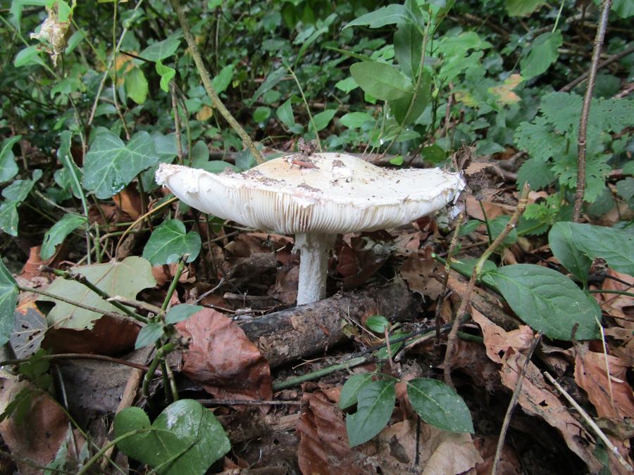 Großer weißer Pilz zwischen Laub und Efeu auf dem Waldboden
