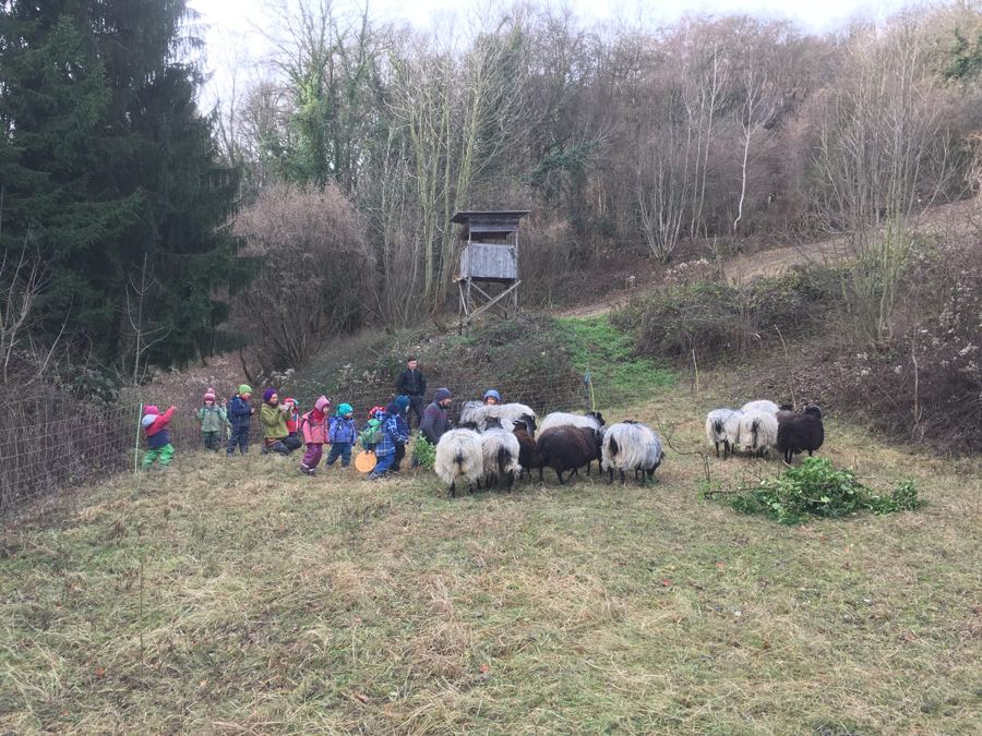 Kindergruppe am Zaun einer Weide mit weißen und braunen Schafen