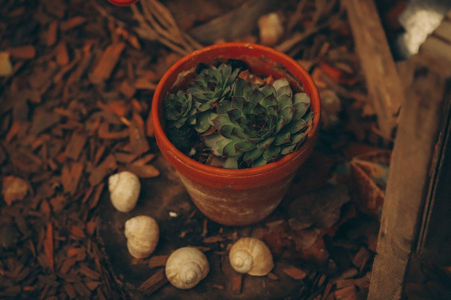 Tontopf mit Hauswurz, daneben leere Schneckenhäuser auf Rindenmulch